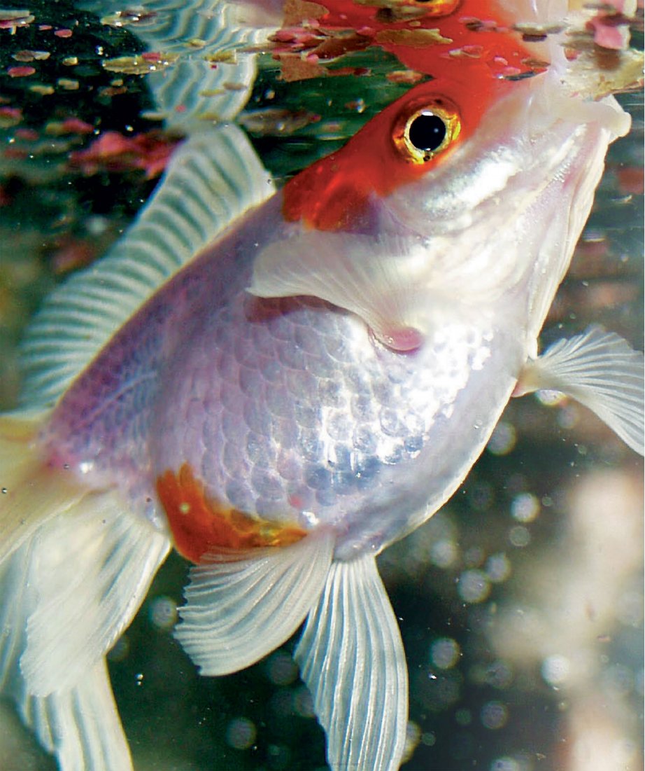 Look Inside page 4 - Encyclopedia Of Aquarium And Pond Fish
