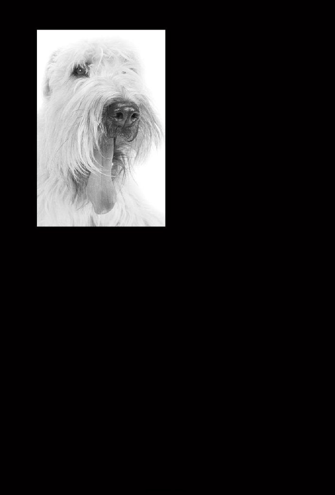 Look Inside page 2 - Endocrinology For The Small Animal Practitioner