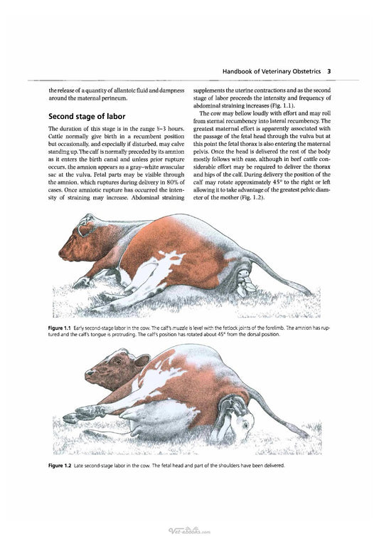 Look Inside page 10 - Handbook Of Veterinary Obstetrics 2Nd Edition