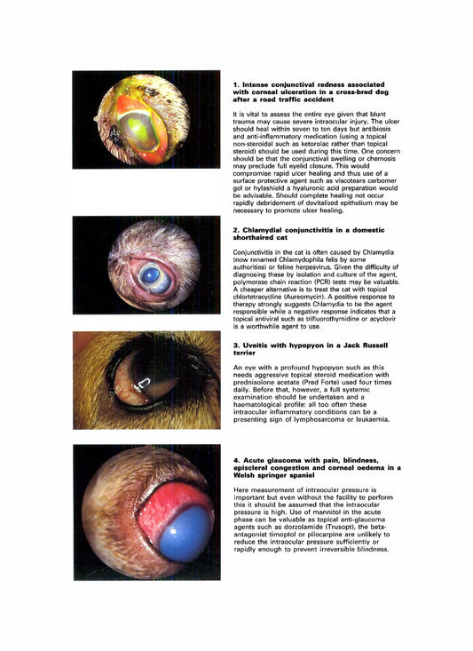Look Inside page 3 - Handbook Of Veterinary Ocular Emergencies