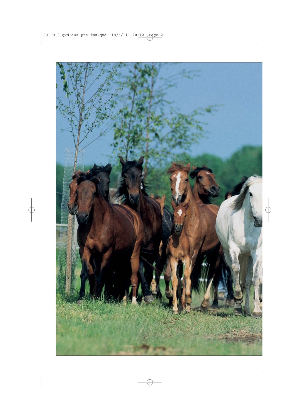 Look Inside page 3 - Horse Behaviour Explained Origins Treatment And Prevention Of Problems