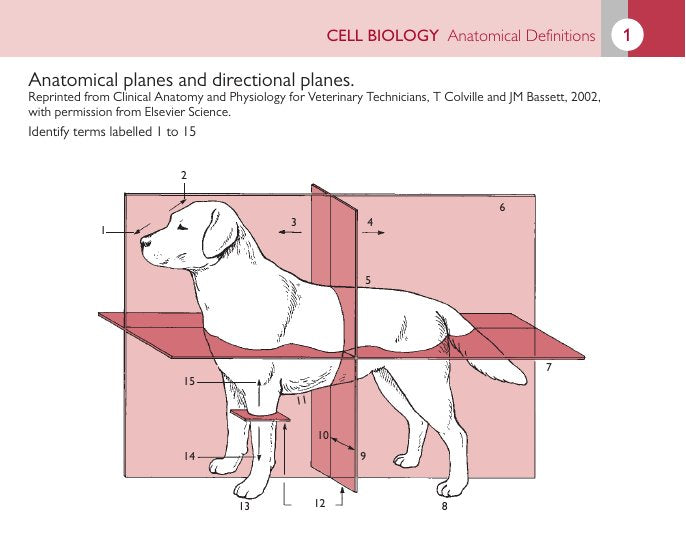 Look Inside page 8 - Introduction To Veterinary Anatomy And Physiology Flashcards