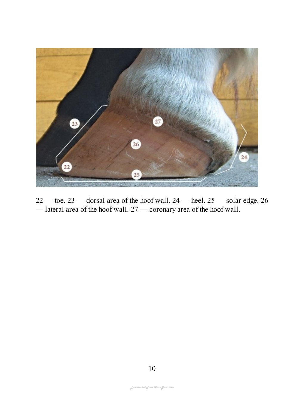 Look Inside page 10 - Nevzorov Haute Ecole Hoof Care Principles A Step By Step Guide To The Basics