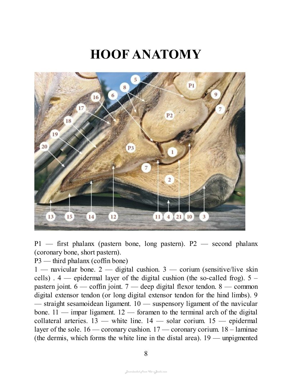 Look Inside page 8 - Nevzorov Haute Ecole Hoof Care Principles A Step By Step Guide To The Basics