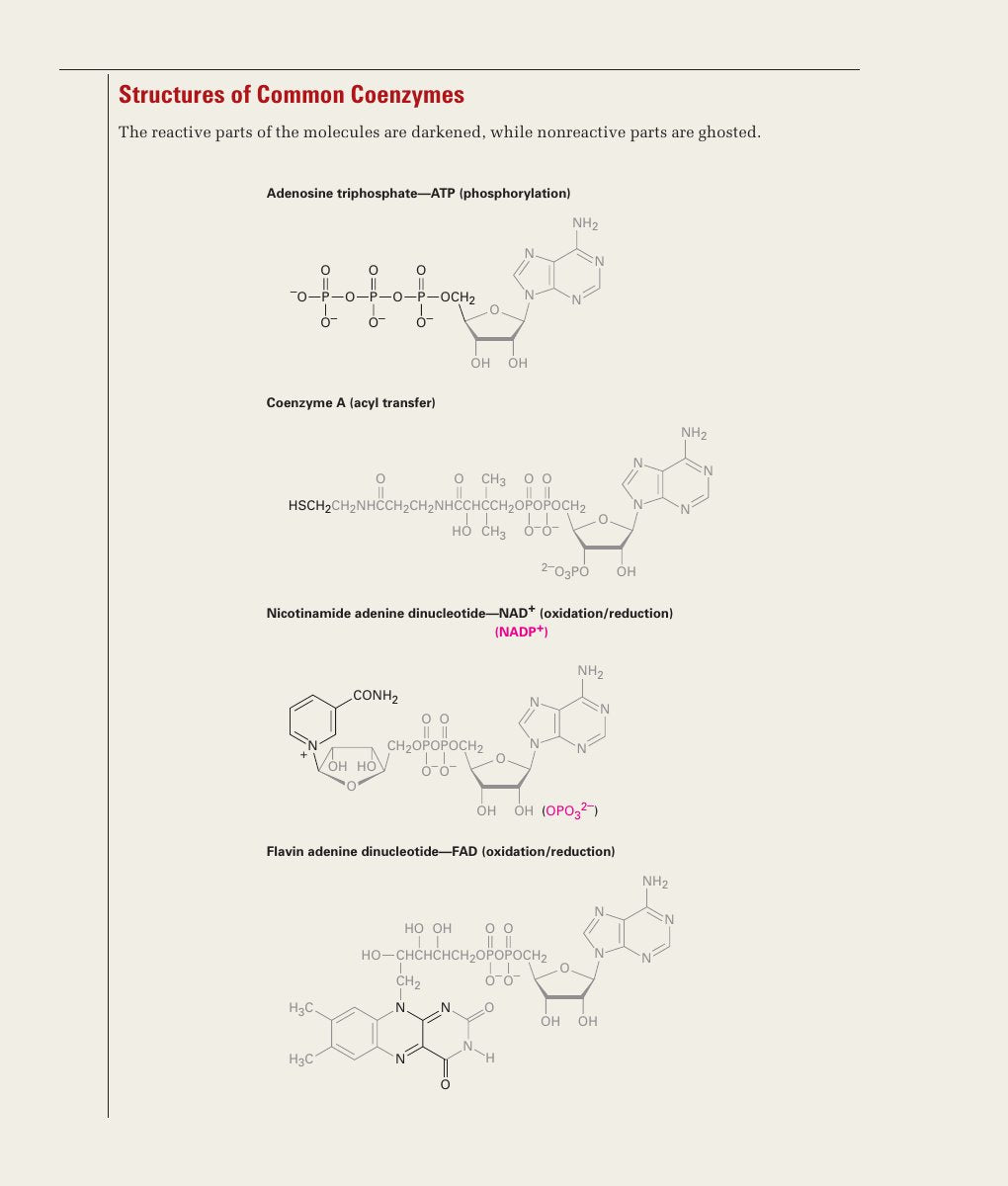 Look Inside page 2 - Organic Chemistry With Biological Applications 2Nd Edition