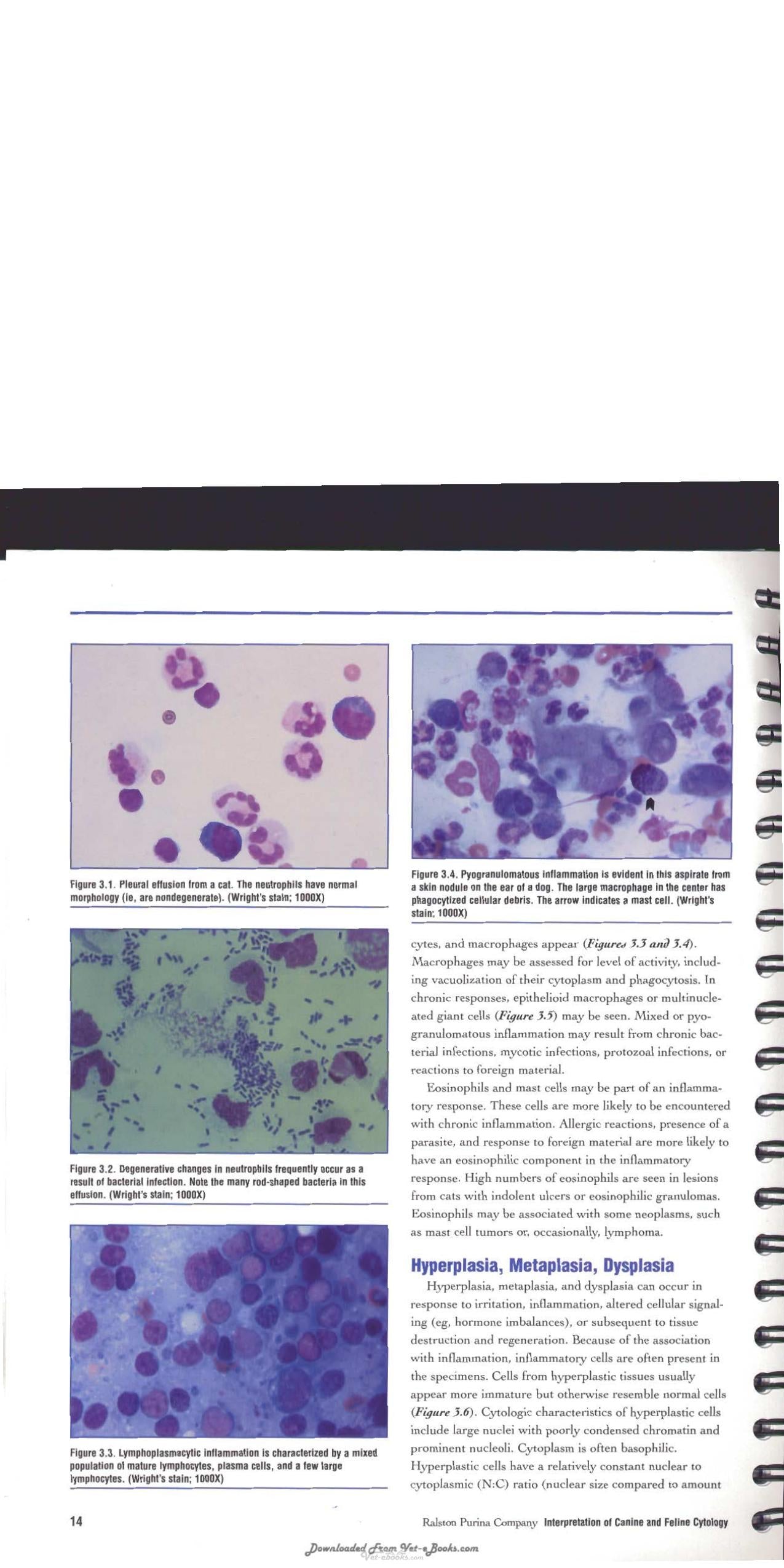 Interpretation Of Canine And Feline Cytology