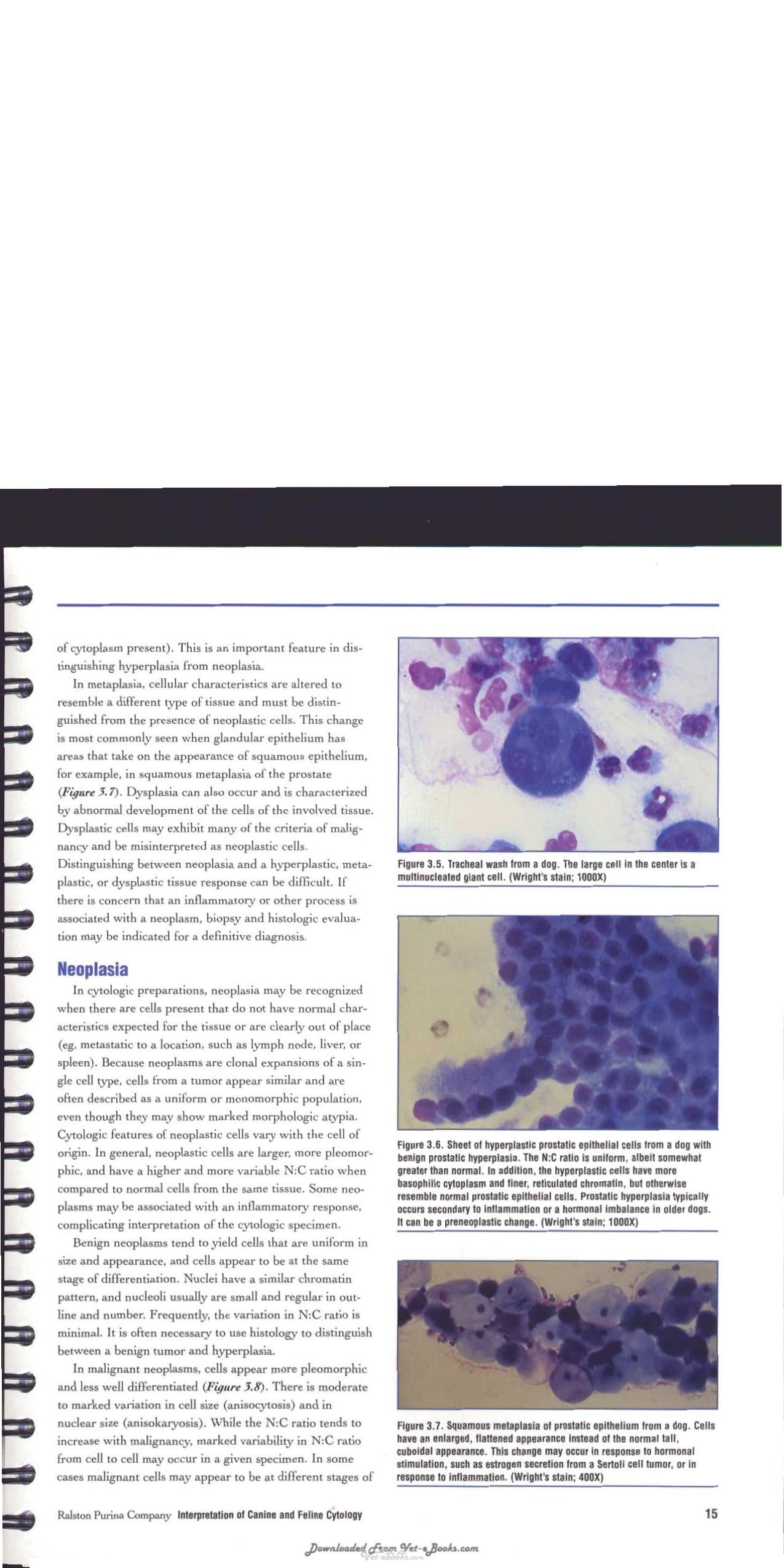 Interpretation Of Canine And Feline Cytology