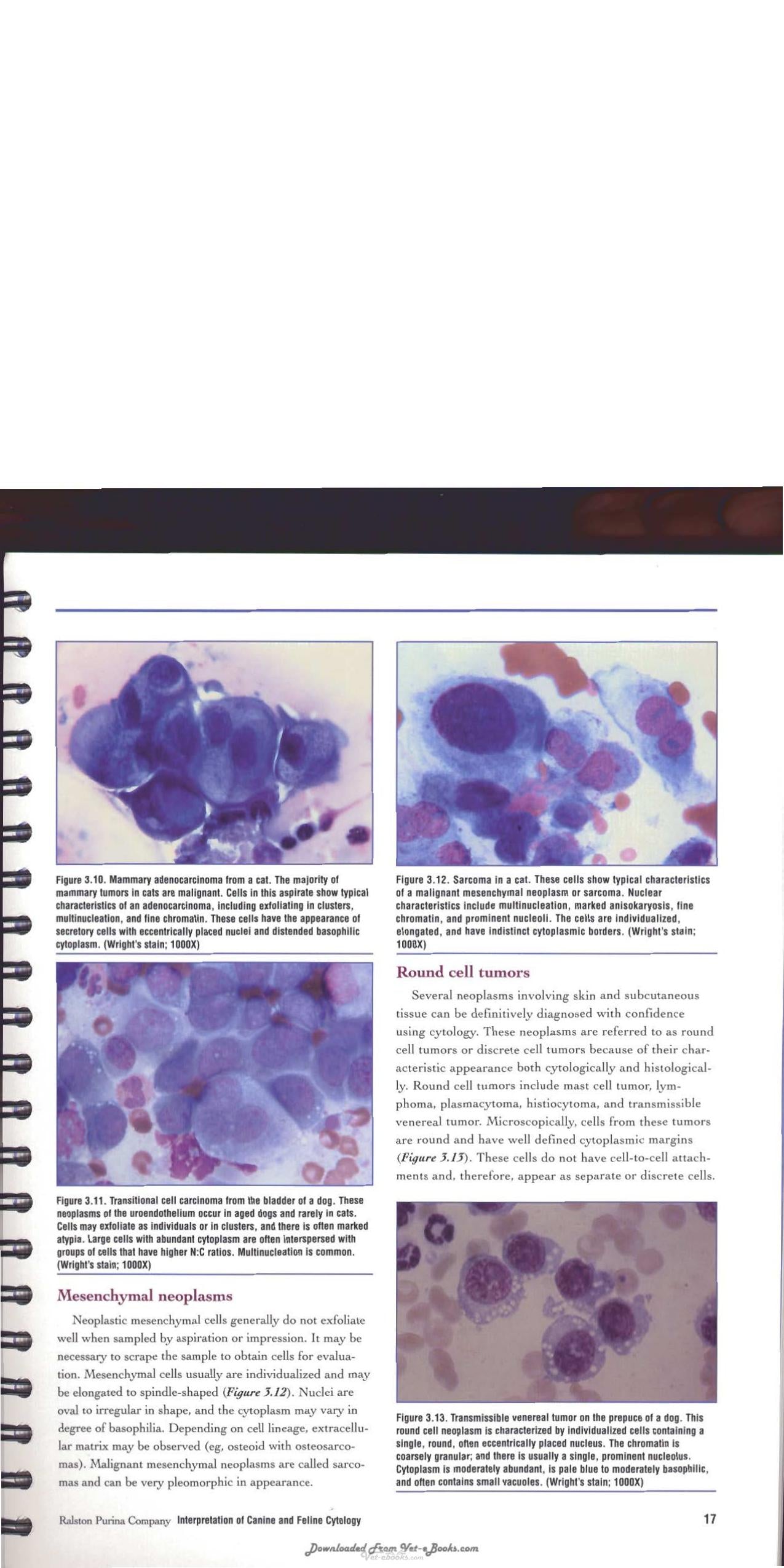 Interpretation Of Canine And Feline Cytology