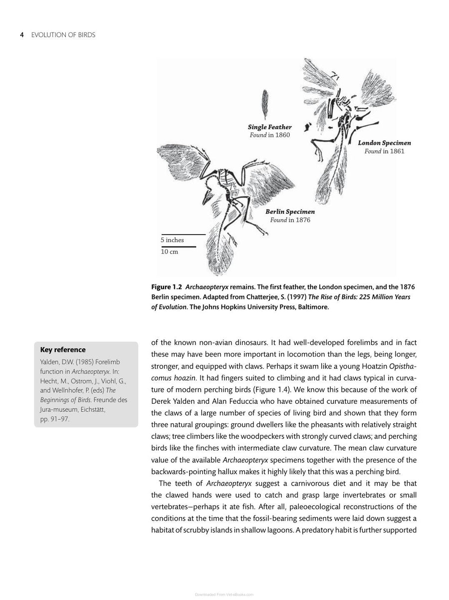 Preview page of Essential Ornithology