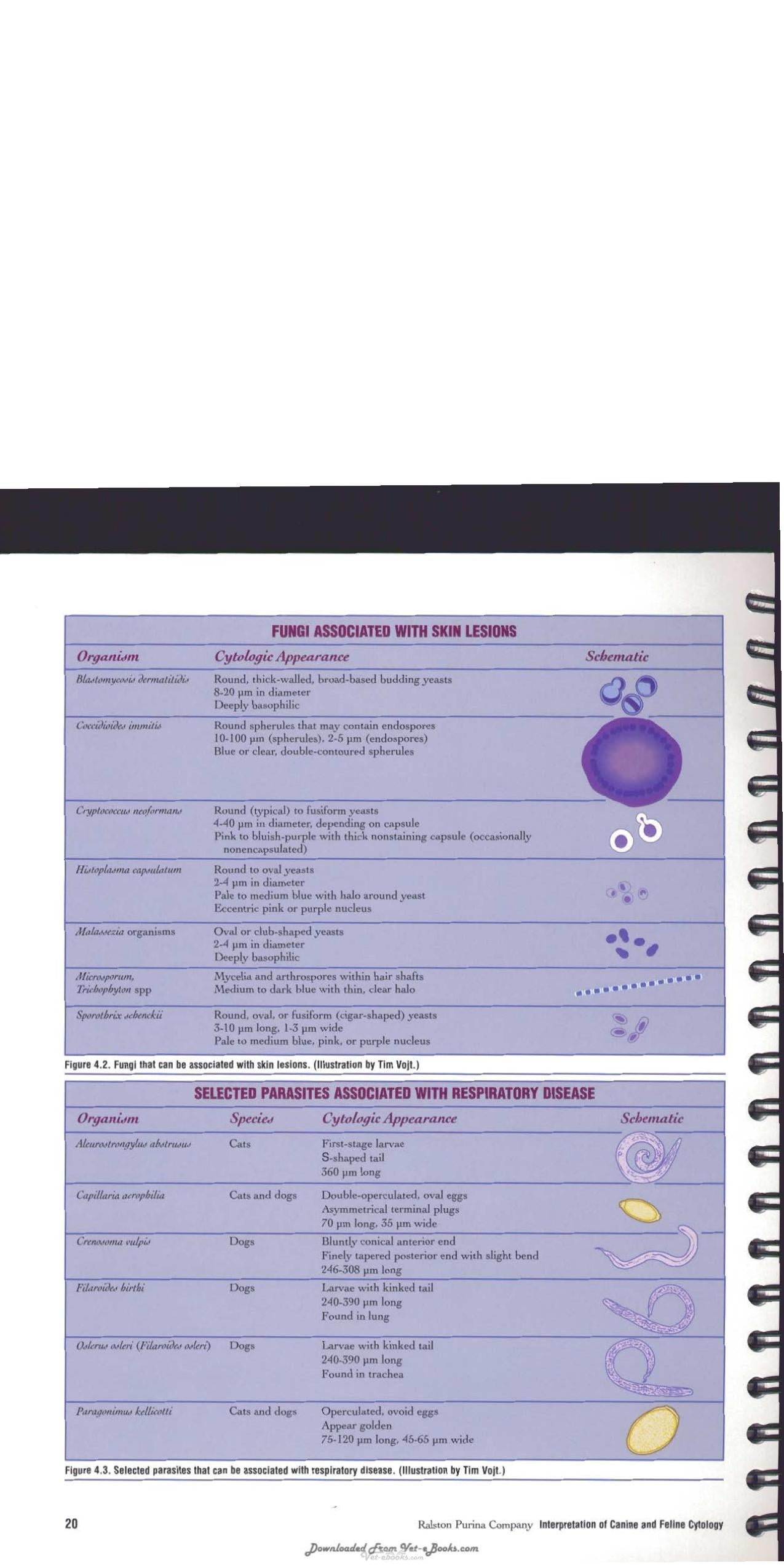 Interpretation Of Canine And Feline Cytology