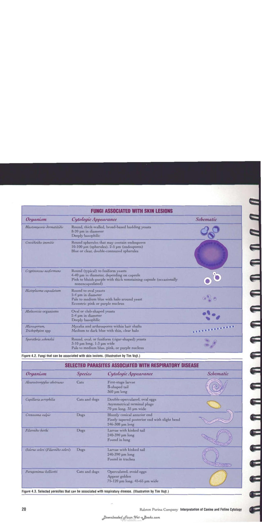 Preview page of Interpretation of Canine and Feline Cytology