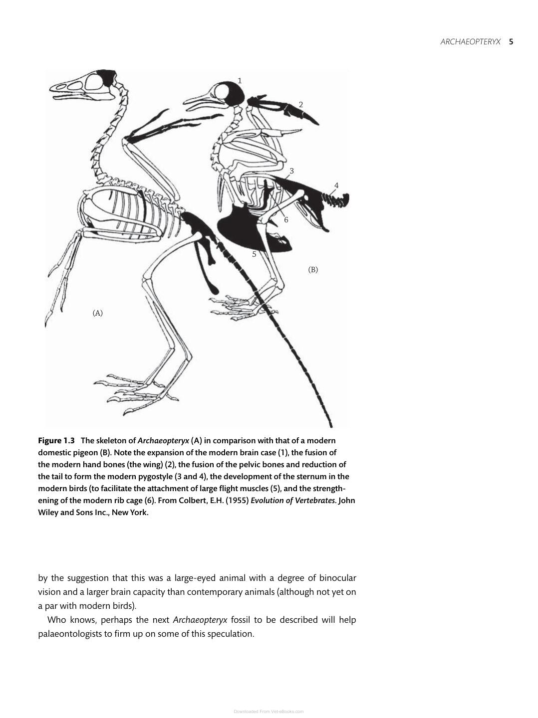 Essential Ornithology