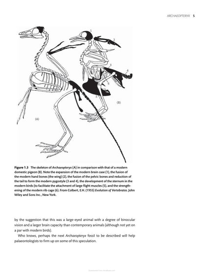 Essential Ornithology