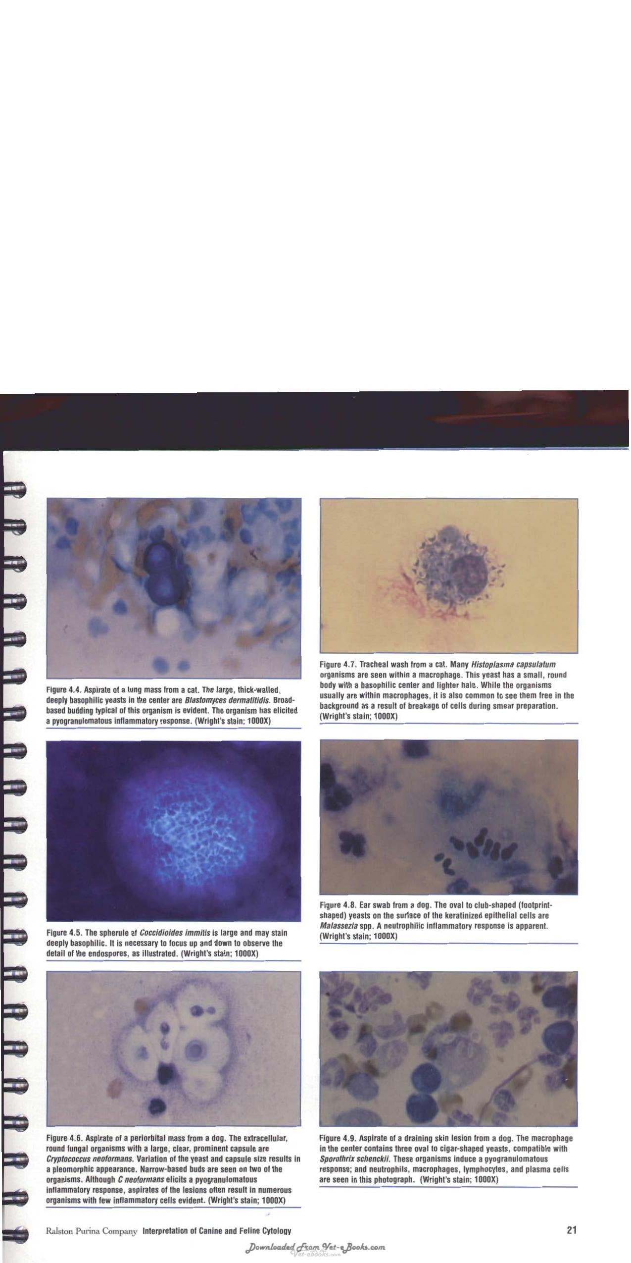 Interpretation Of Canine And Feline Cytology