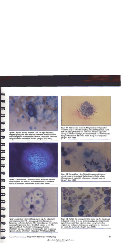 Interpretation of Canine and Feline Cytology