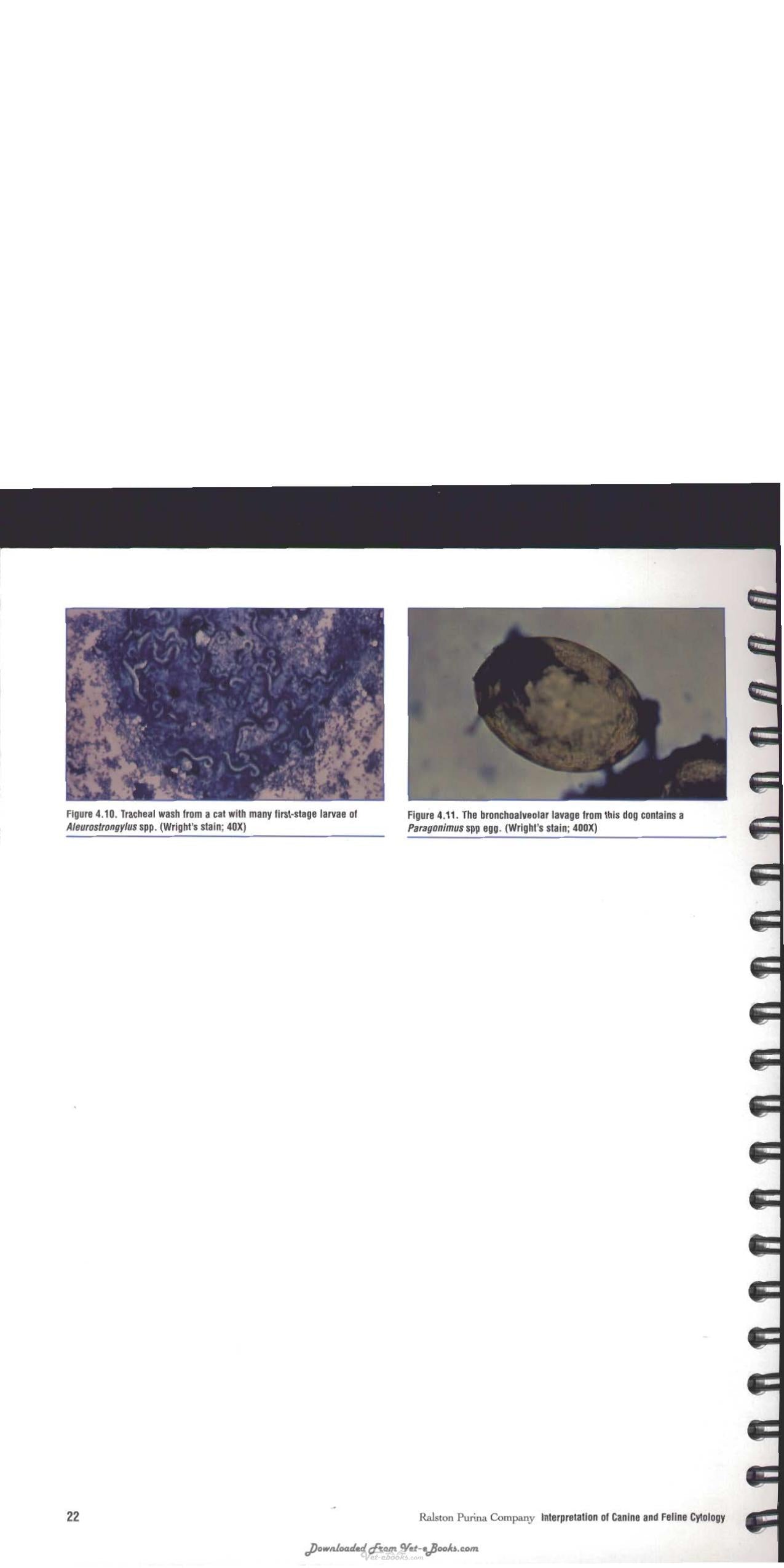 Interpretation Of Canine And Feline Cytology