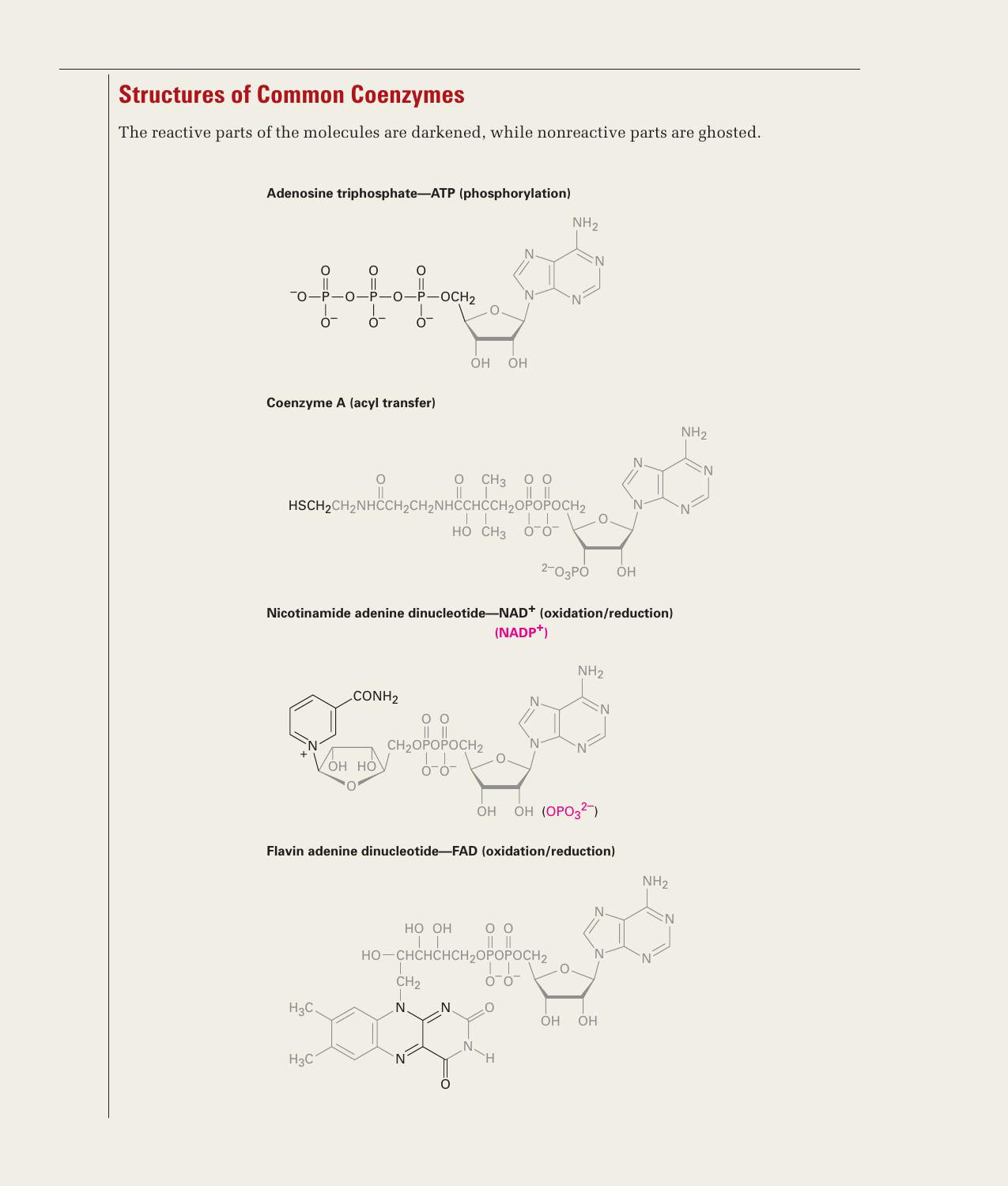 Organic Chemistry With Biological Applications 2Nd Edition