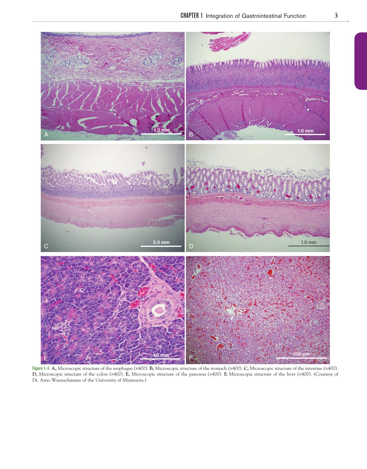 Canine And Feline Gastroenterology