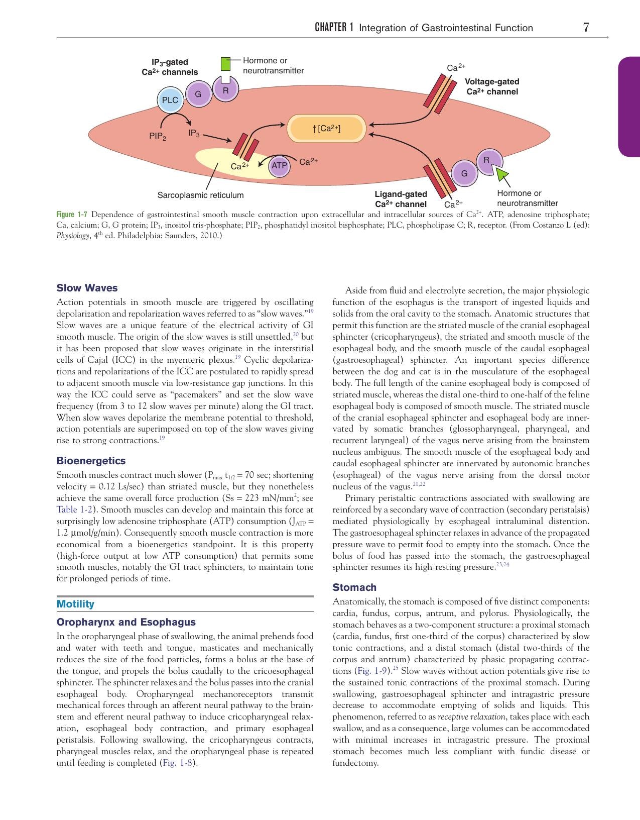 Canine And Feline Gastroenterology