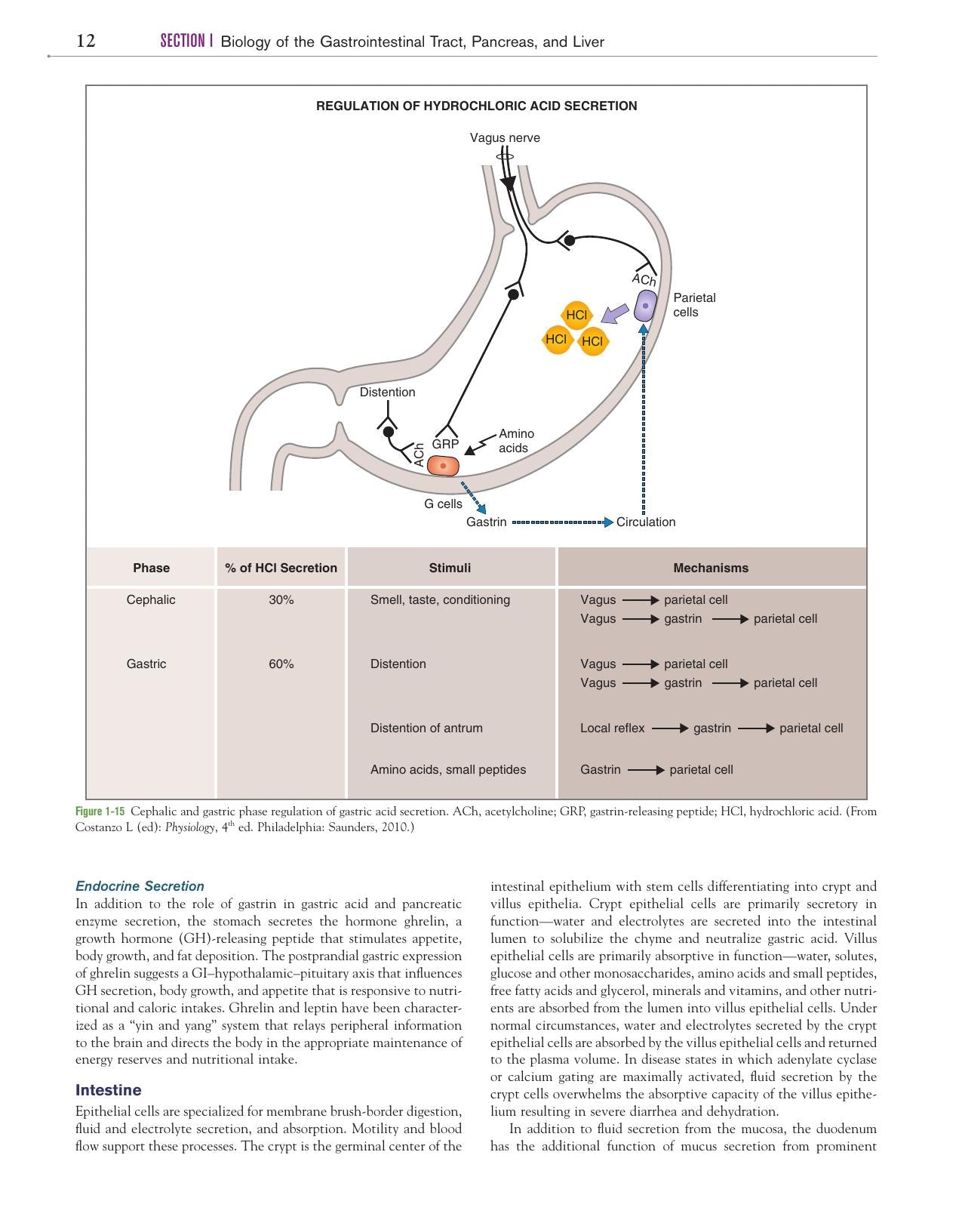 Canine And Feline Gastroenterology