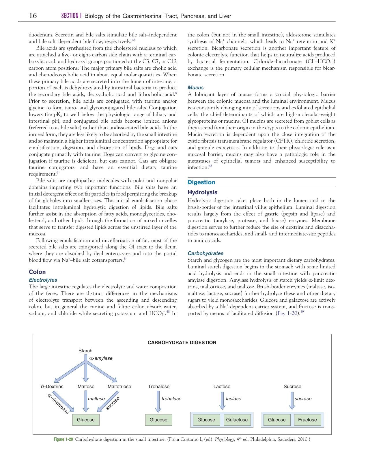 Canine And Feline Gastroenterology