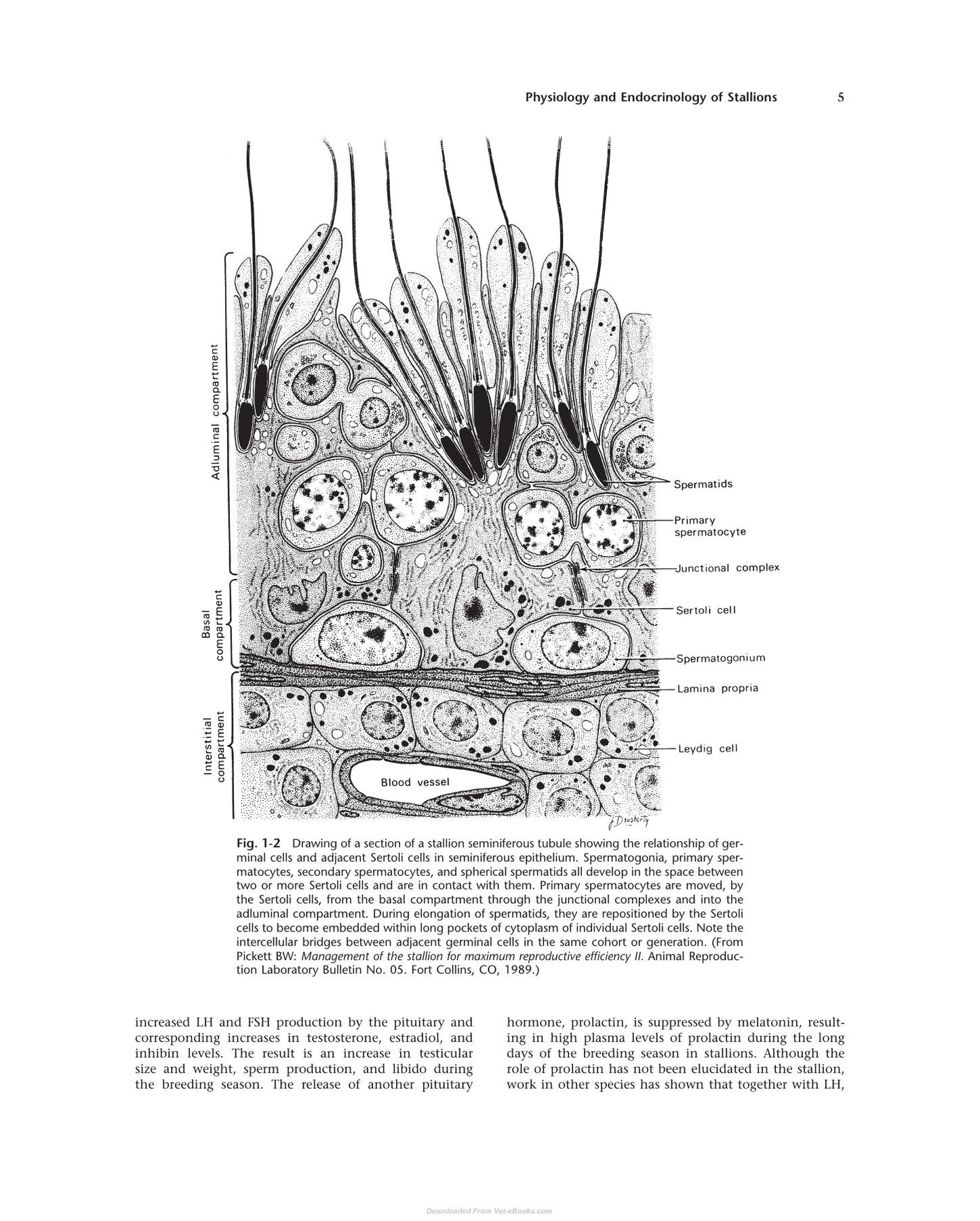 Current Therapy In Large Animal Theriogenology 2Nd Edition