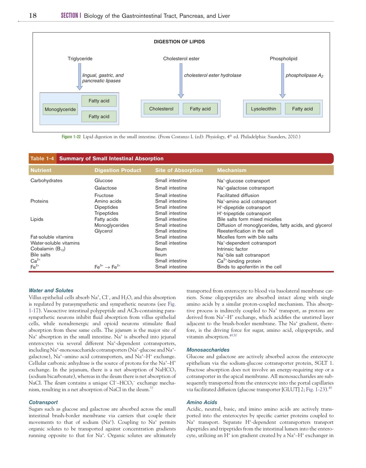 Canine And Feline Gastroenterology