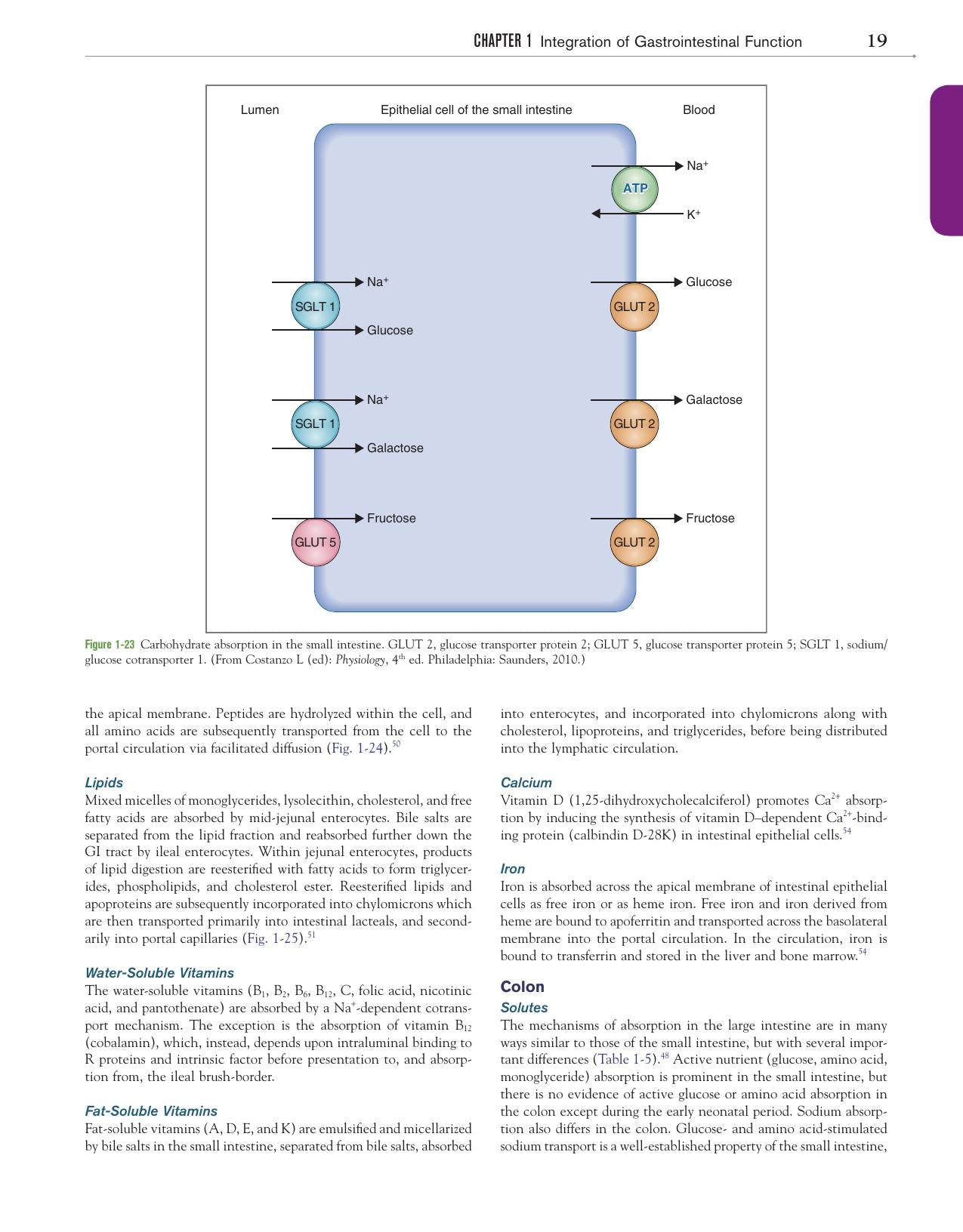 Canine And Feline Gastroenterology