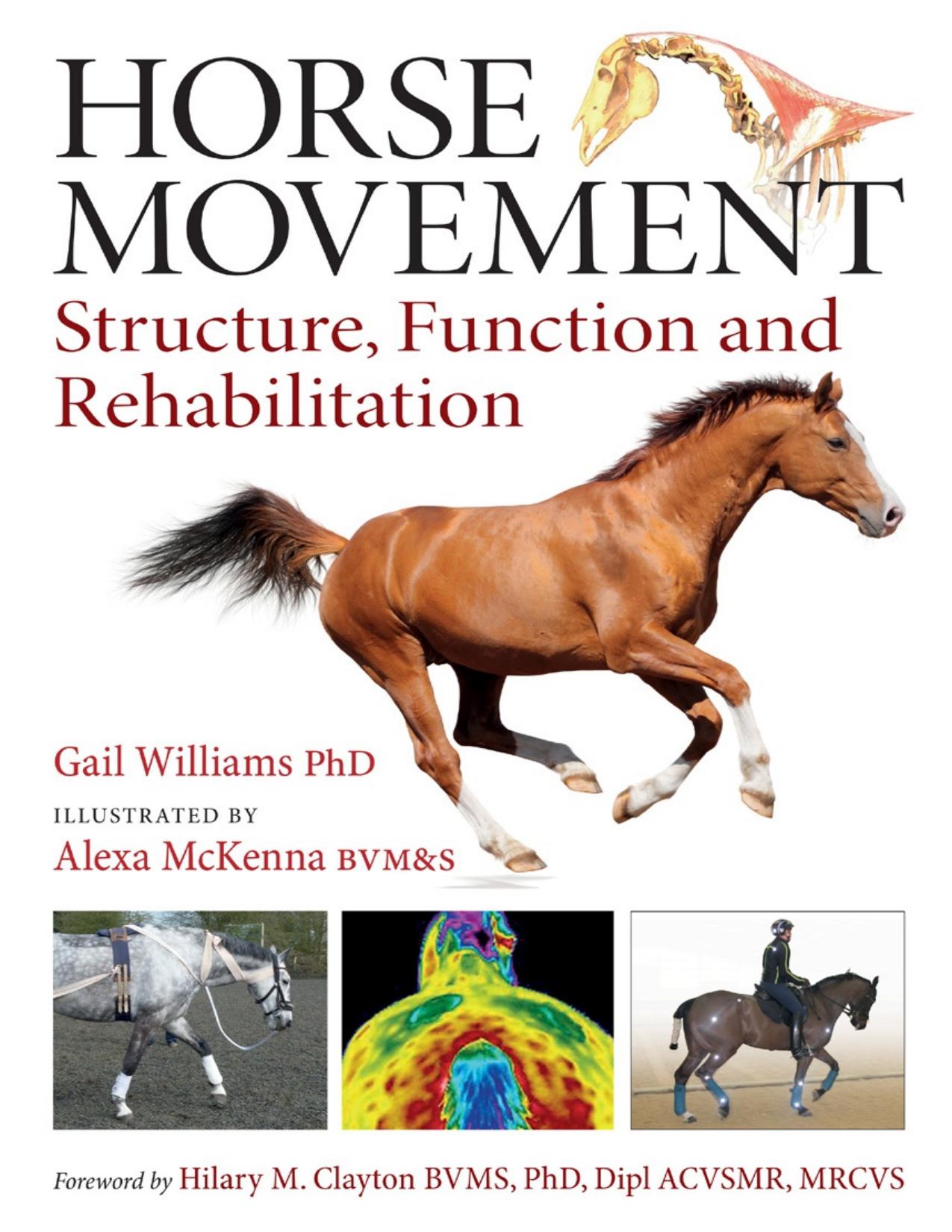 Horse Movement Structure Function And Rehabilitation