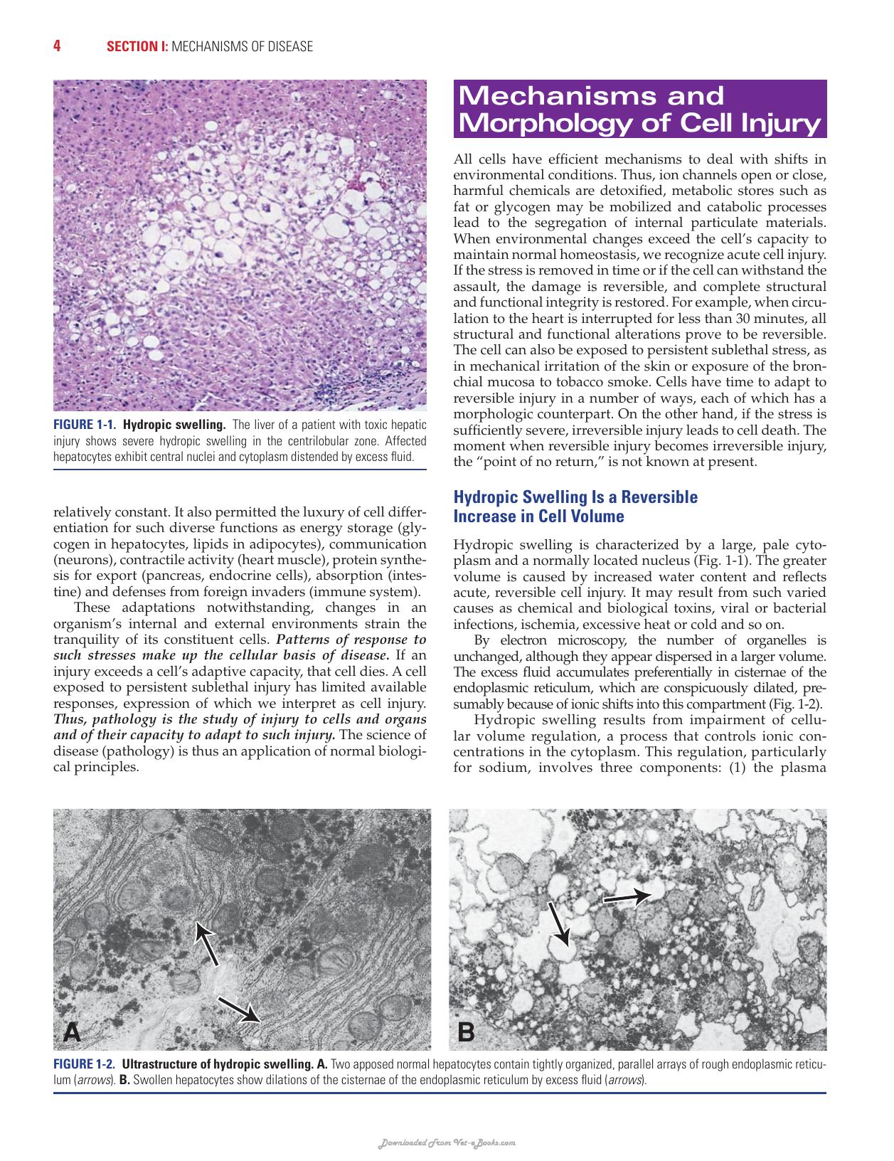 Rubins Pathology Clinicopathologic Foundations Of Medicine 7Th Edition