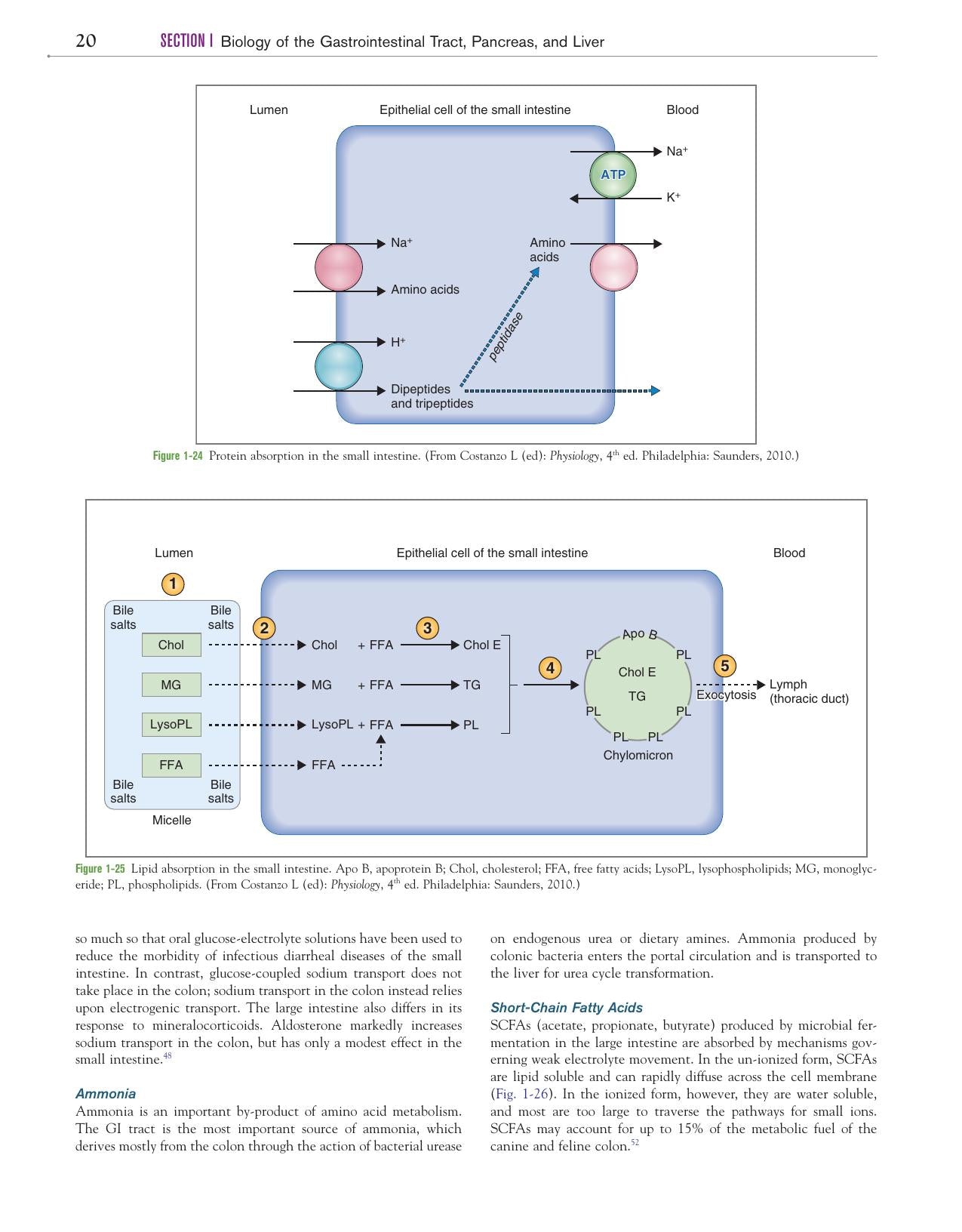 Canine And Feline Gastroenterology