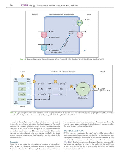 Canine and Feline Gastroenterology