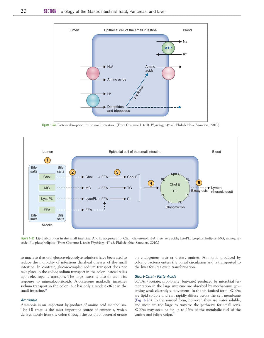 Preview page of Canine and Feline Gastroenterology