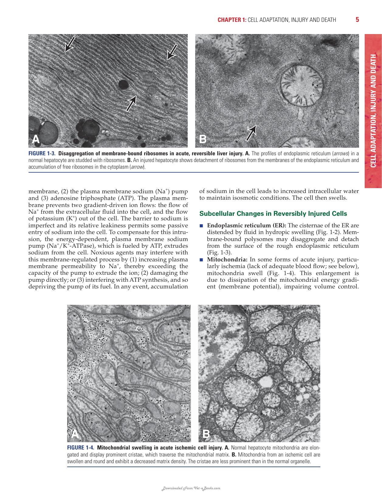 Rubins Pathology Clinicopathologic Foundations Of Medicine 7Th Edition