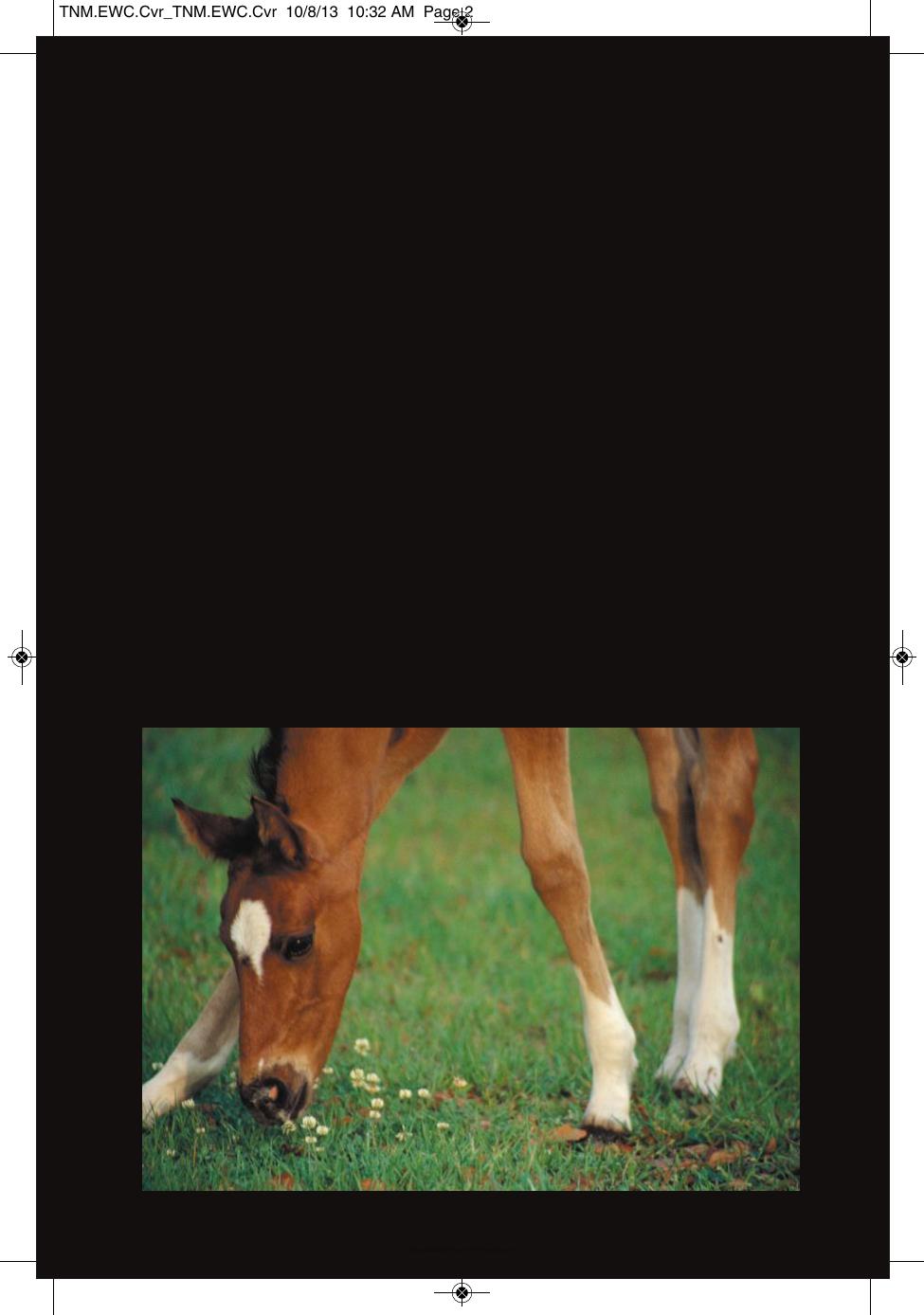 Wound Care Management For The Equine Practitioner