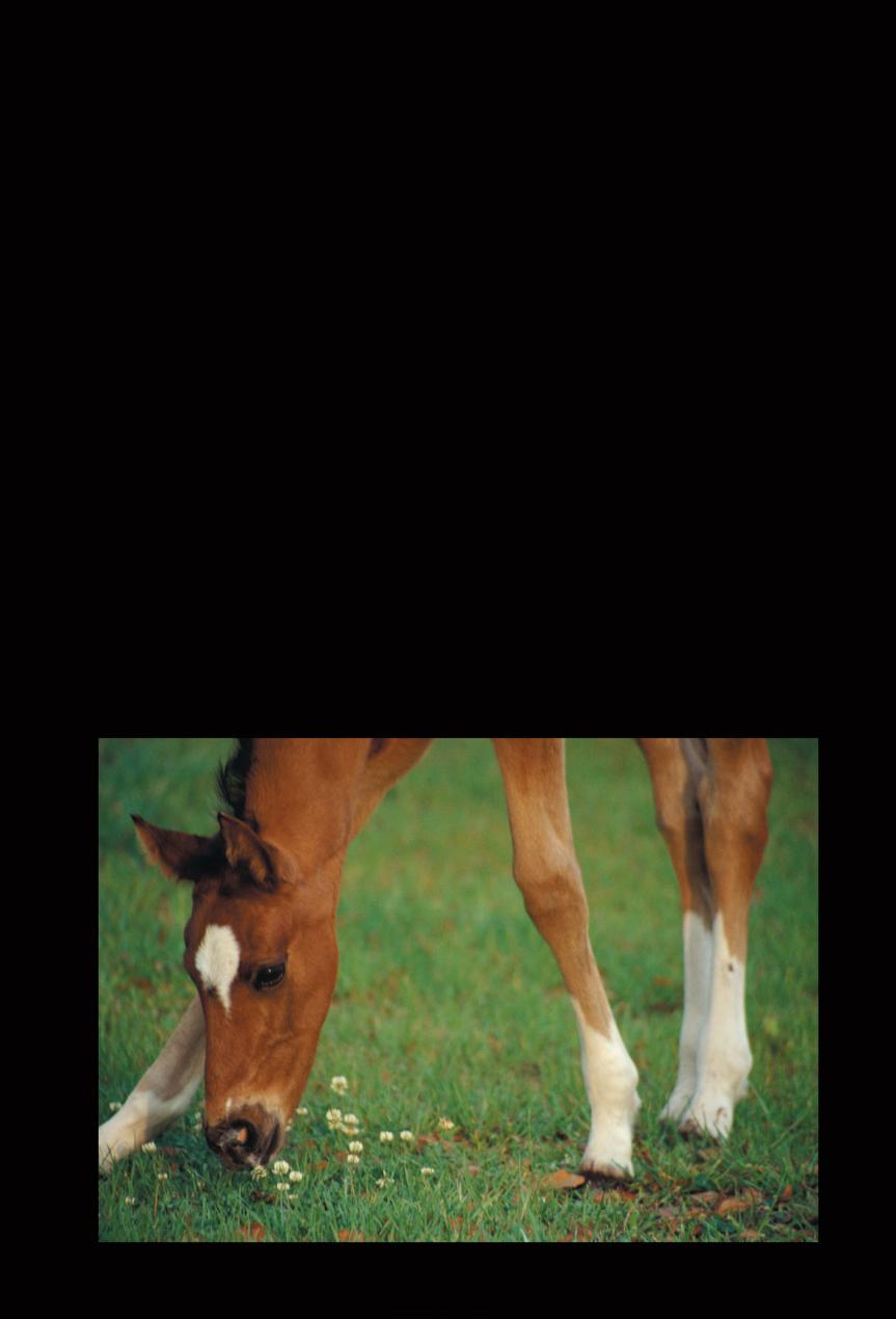 Broodmare Reproduction For The Equine Practitioner