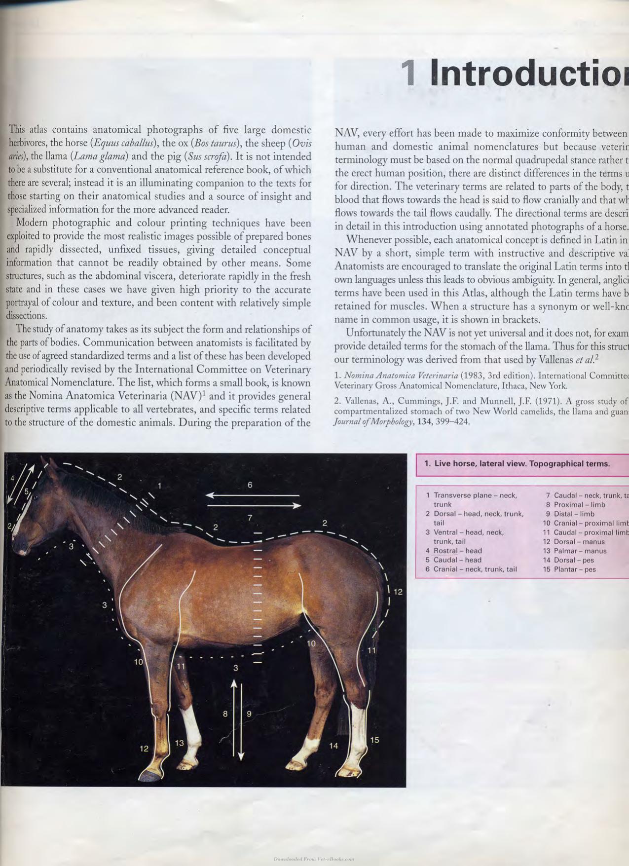 Color Atlas Of Large Animal Applied Anatomy 1St Edition