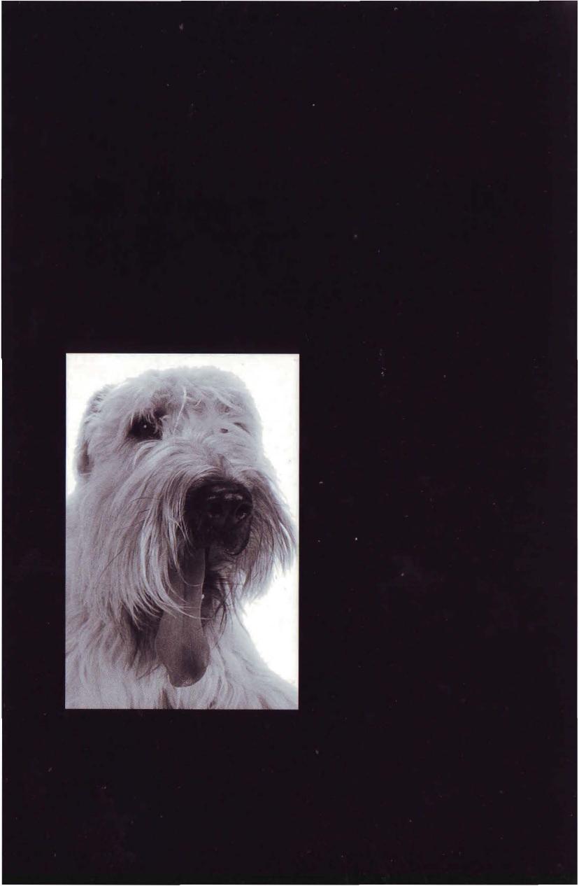 Dermatology For The Small Animal Practitioner