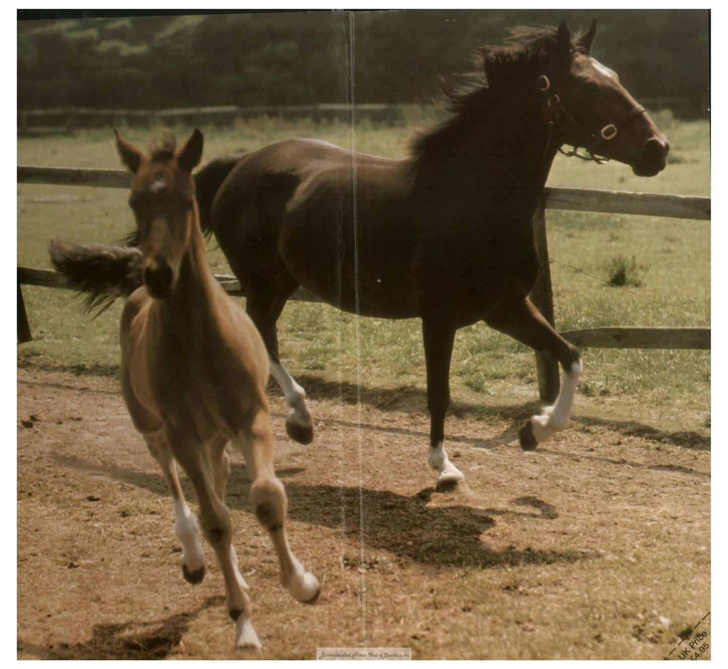 Young Riders Guide To Horse And Pony Care