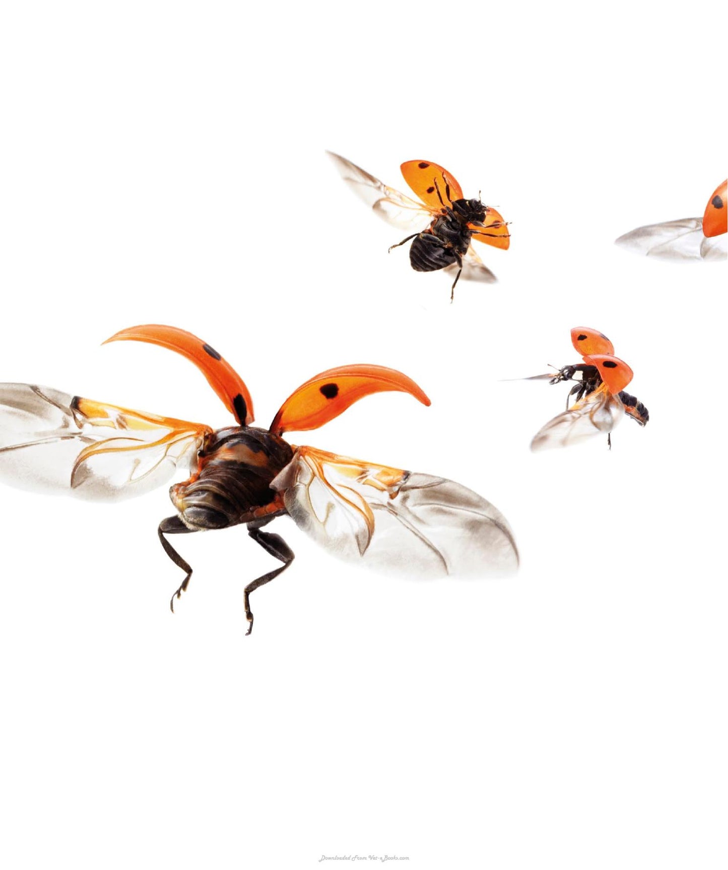 The Science Of Animals Inside Their Secret World