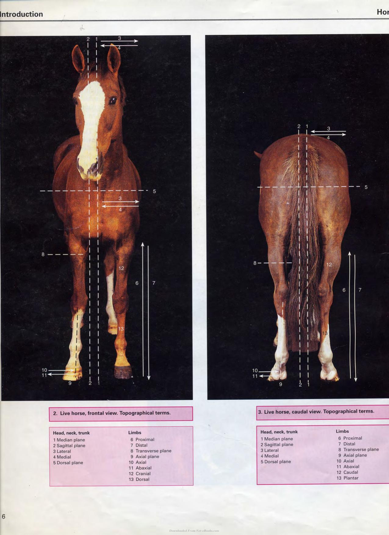 Color Atlas Of Large Animal Applied Anatomy 1St Edition