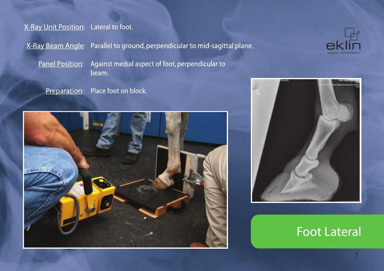 Equine Radiographic Positioning Guide