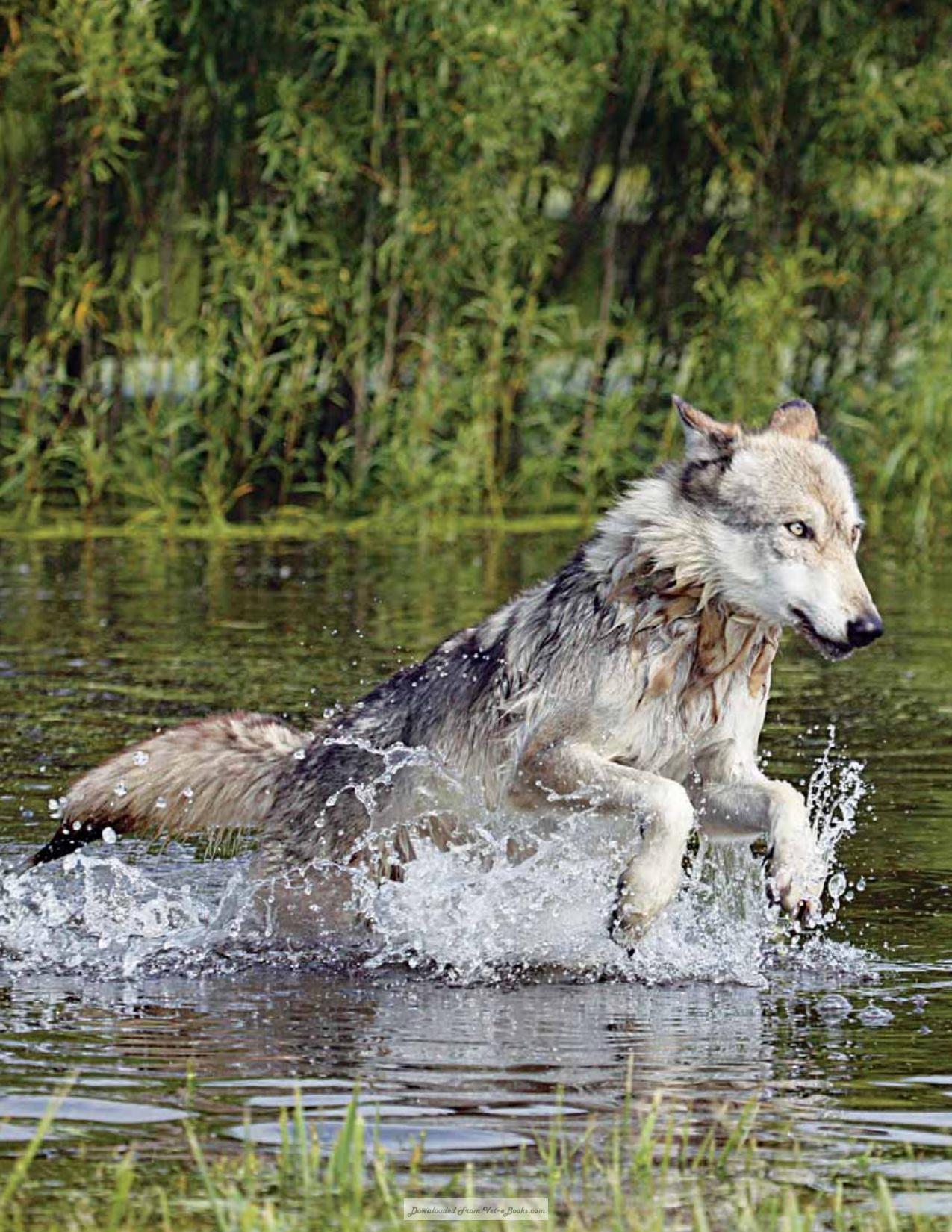 Canine Behavior A Photo Illustrated Handbook