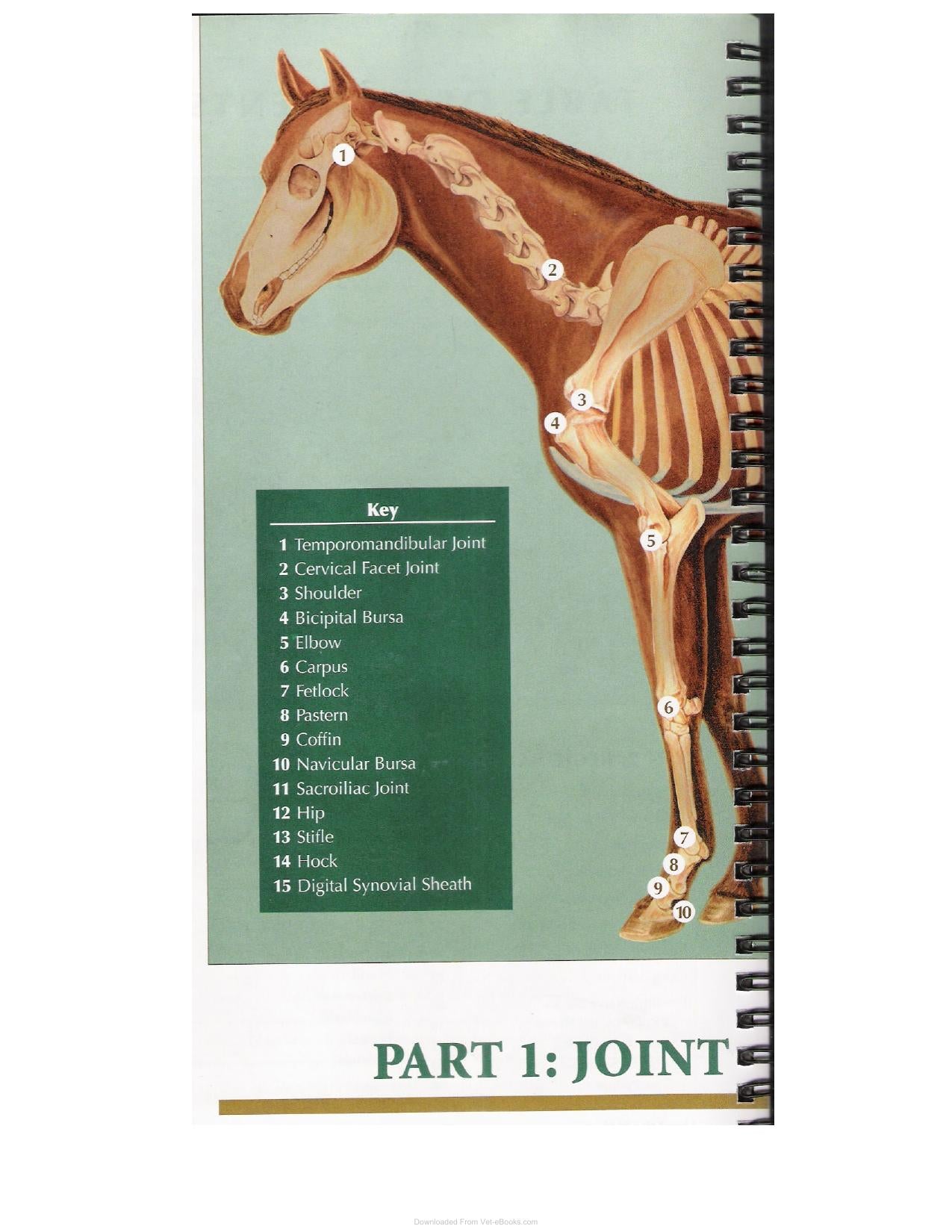 A Guide To Equine Joint Injection And Regional Anesthesia