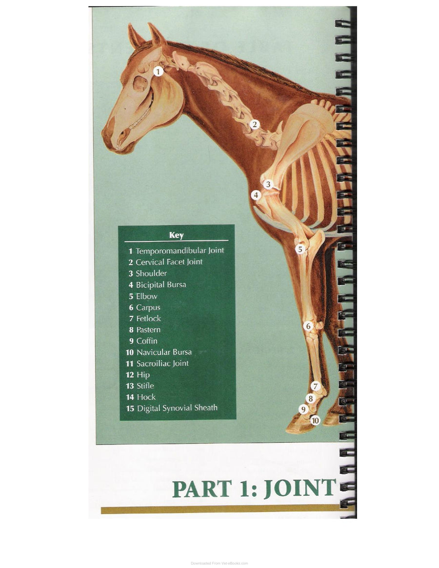 Preview page of A Guide to Equine Joint Injection and Regional Anesthesia