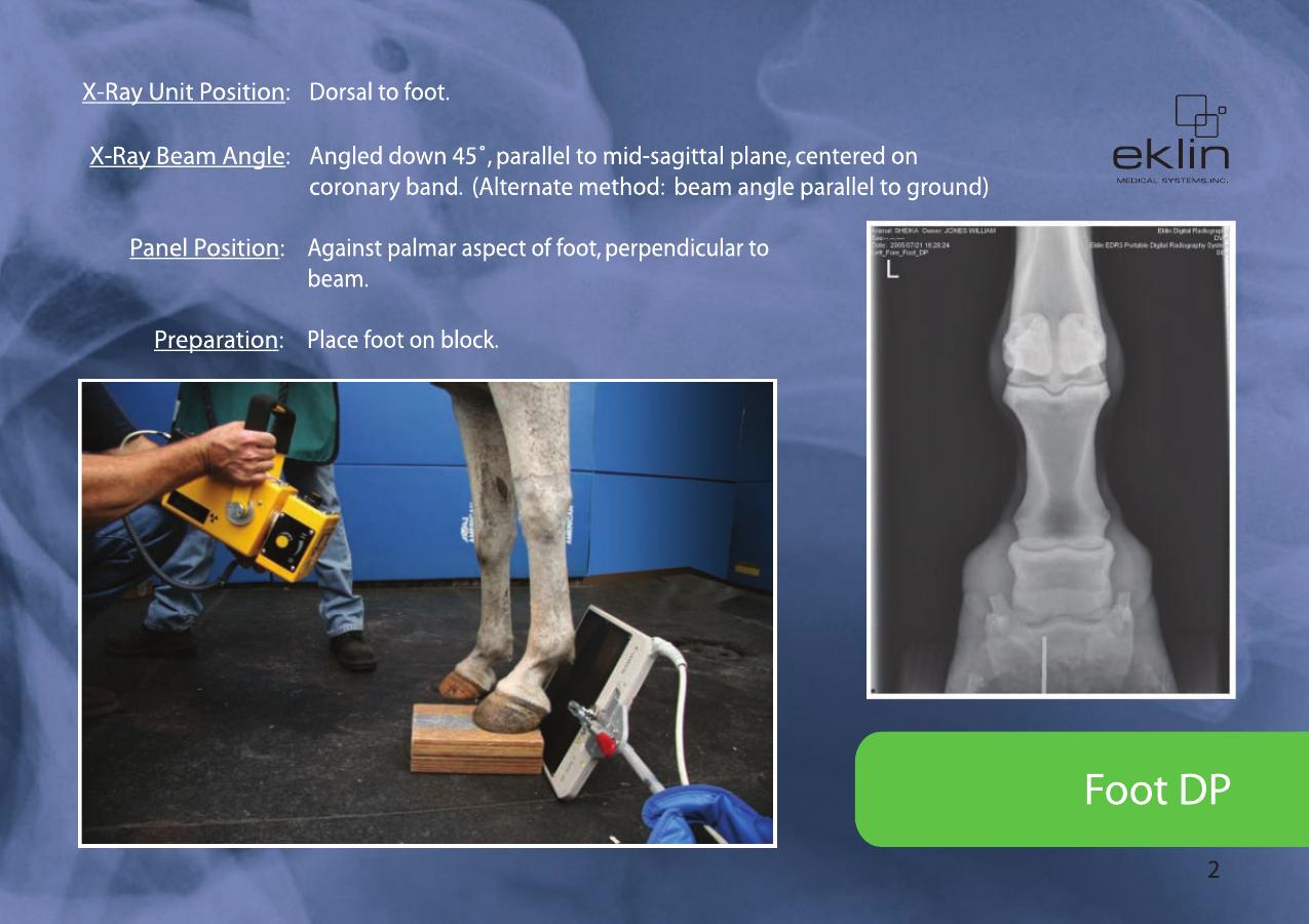 Equine Radiographic Positioning Guide
