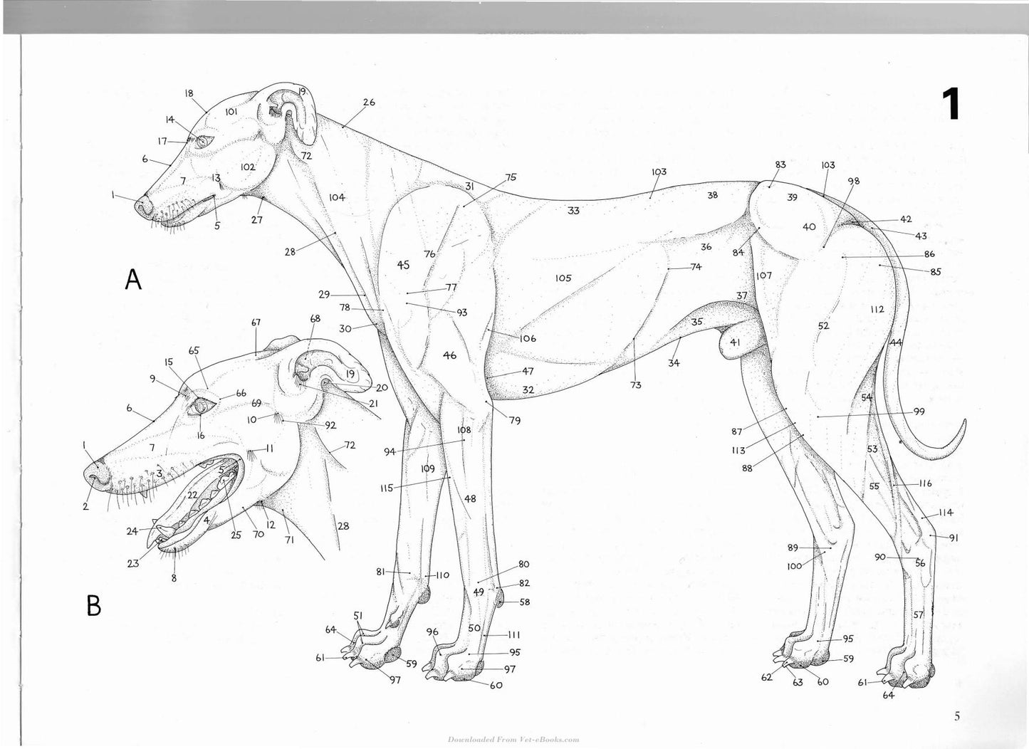 Dog Anatomy A Pictoral Approach To Canine Structure