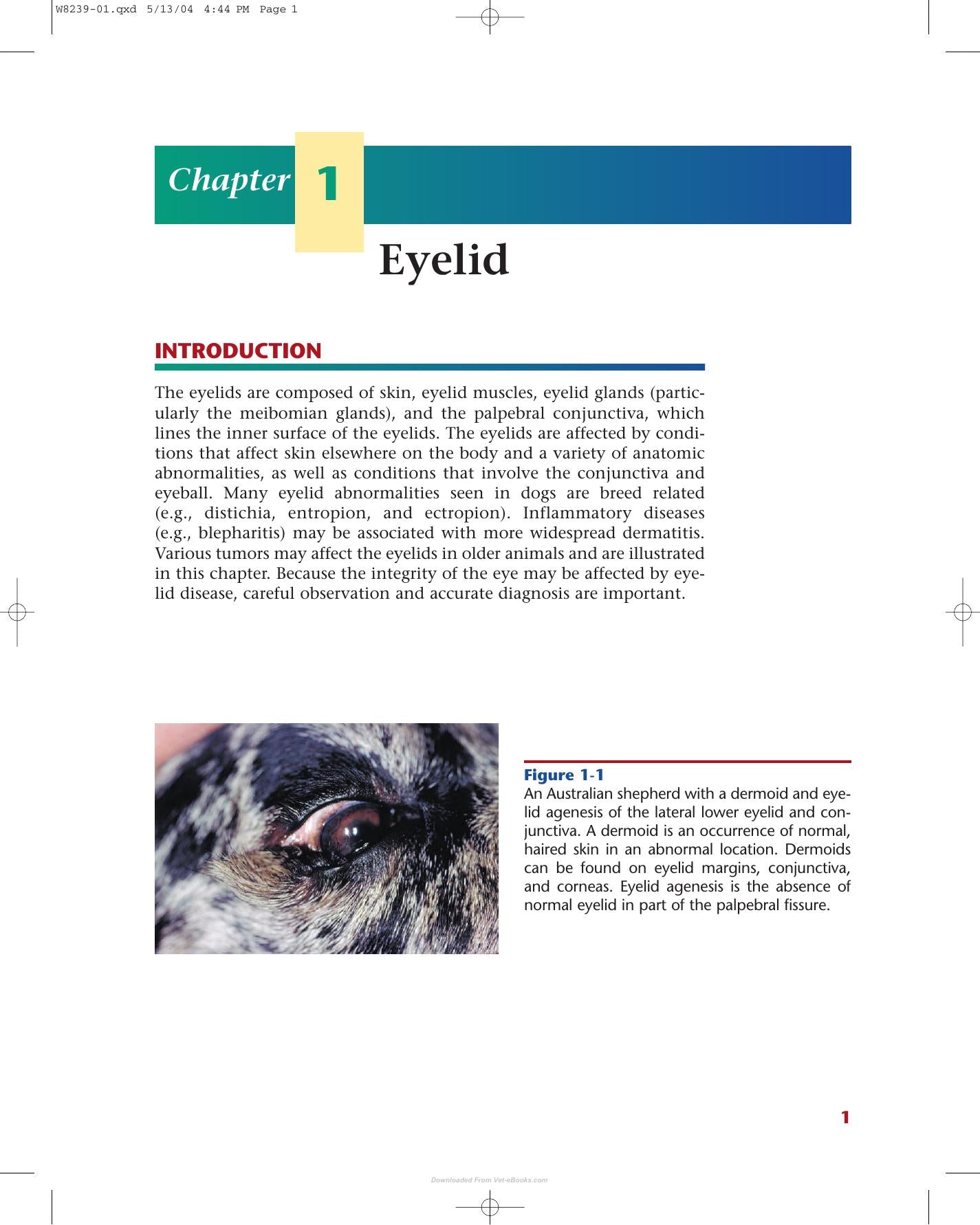 Color Atlas Of Canine And Feline Ophthalmology