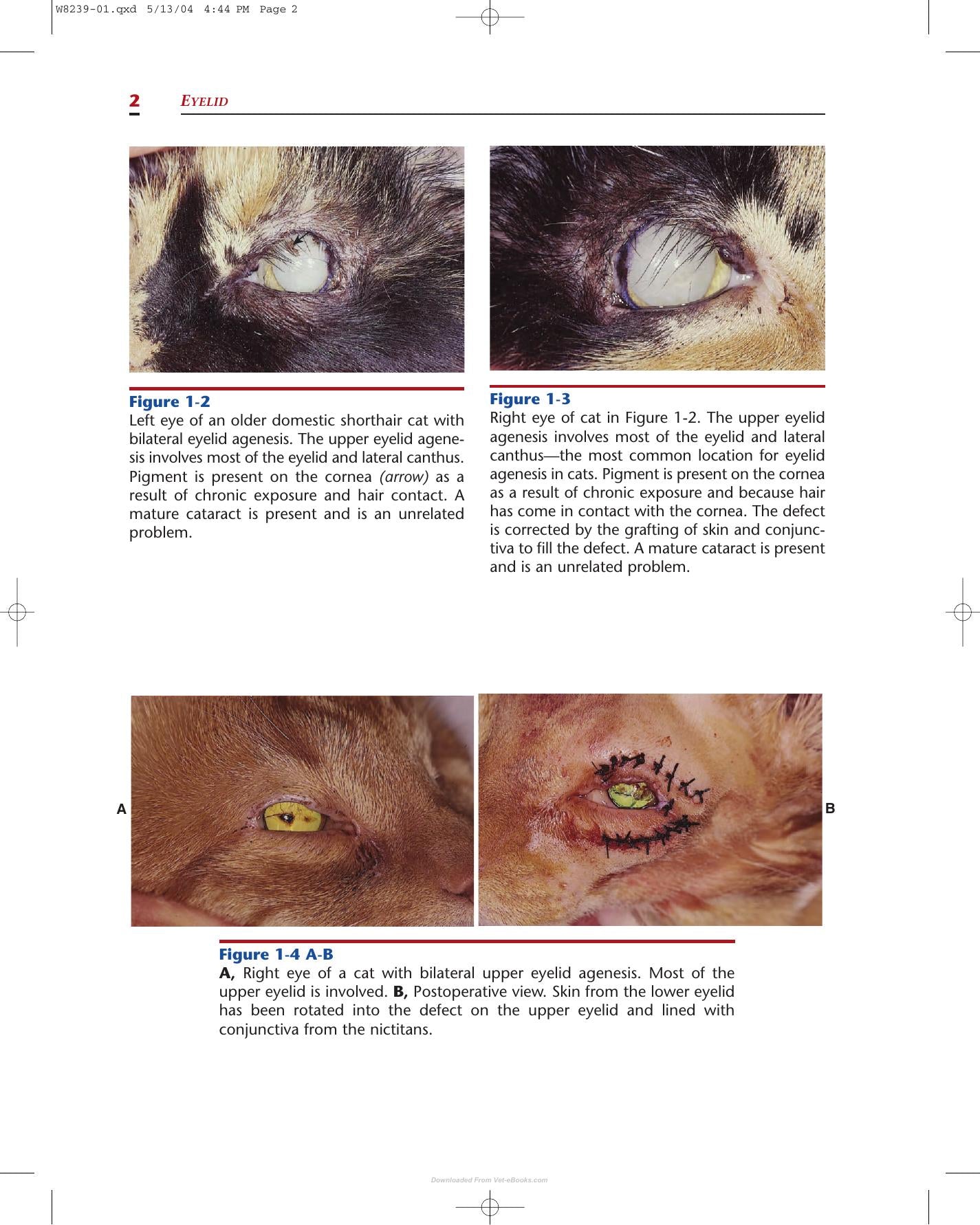 Color Atlas Of Canine And Feline Ophthalmology