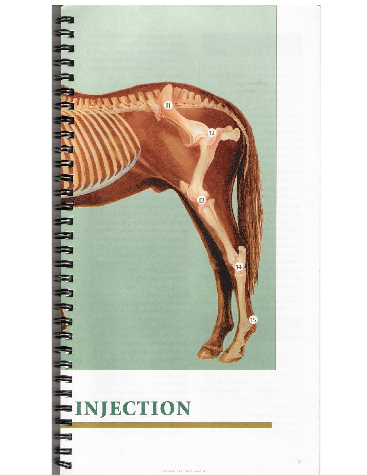 A Guide To Equine Joint Injection And Regional Anesthesia